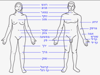 Human body features heb.PNG
