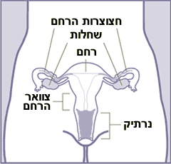 Female anatomy frontal he.png