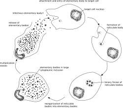 מחלות מין