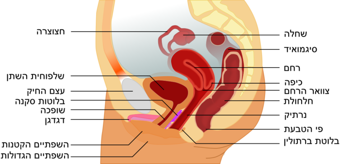 Female anatomy-he.svg